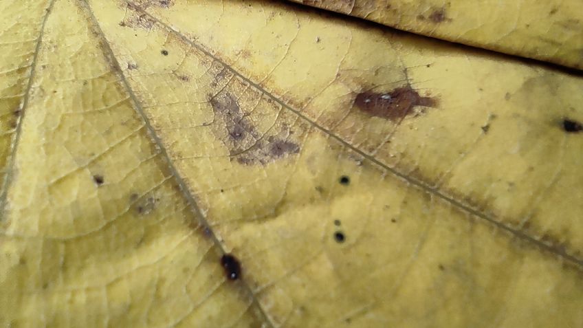 Poco X3 Pro fotos (macro)