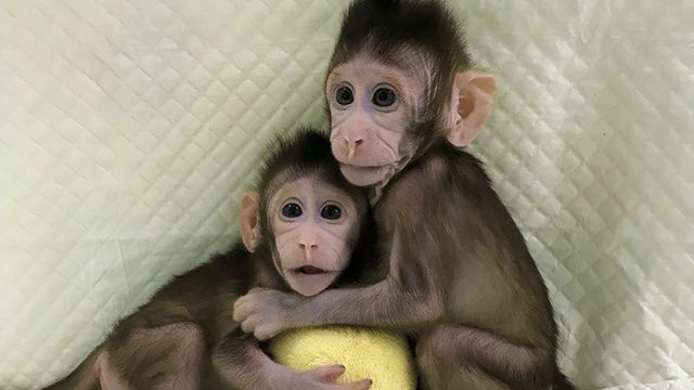 Cientistas conseguem clonar macacos usando mesma técnica da ovelha Dolly