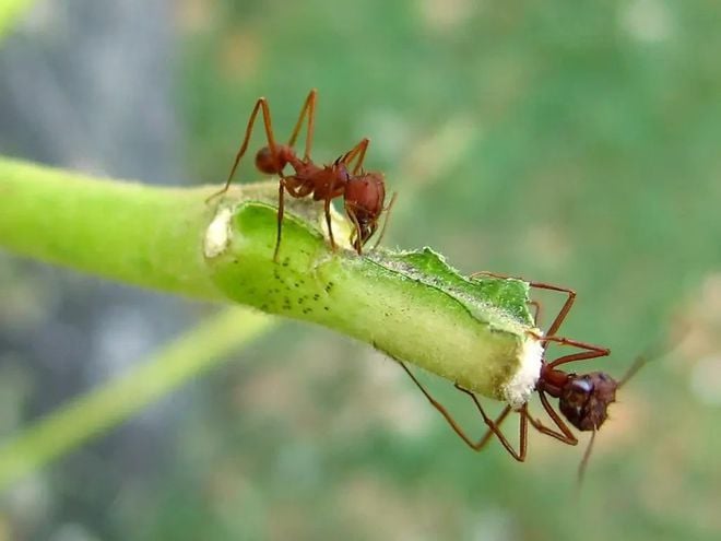 A poeira do asteroide que aniquilou os dinossauros foi essencial para o consumo de fungos que levou à criação de formigas agricultoras (Imagem: Wild Bill/CC-BY-4.0)