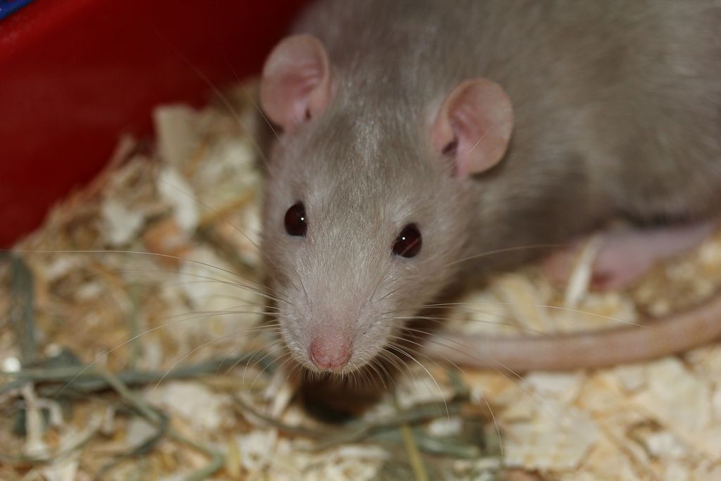 Para desenvolver órgãos, cientista planeja cultivas células humanas em animais, como ratos (Foto: Sipa/Pixabay ) 