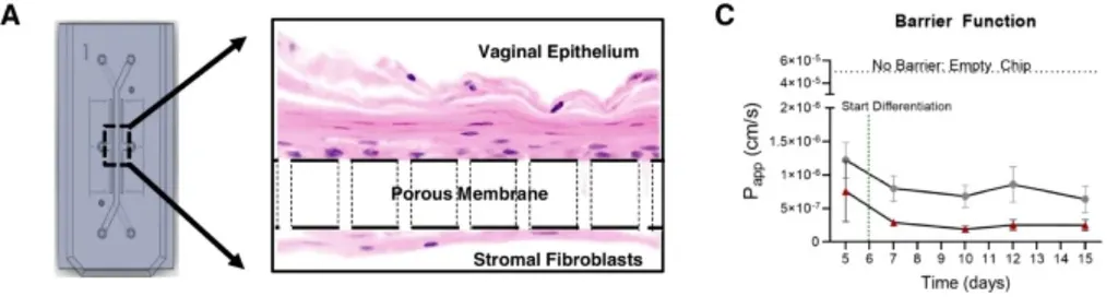 Cientistas recriam vagina dentro de chip para estudar novos medicamentos (Imagem: Ingber et al., 2022/Microbiome)