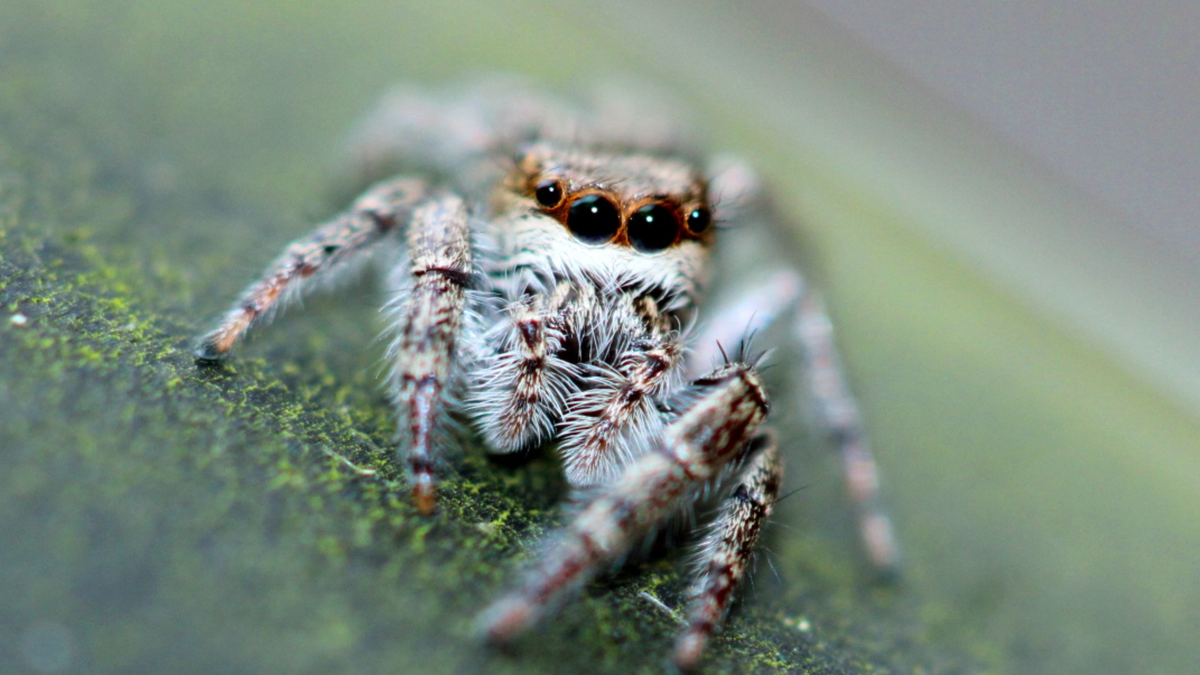 Câmera 3D usa truque de aranhas para medir profundidade em segundos