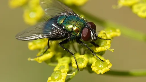 Sabia que moscas precisam vomitar na comida antes de ingeri-la? Entenda!