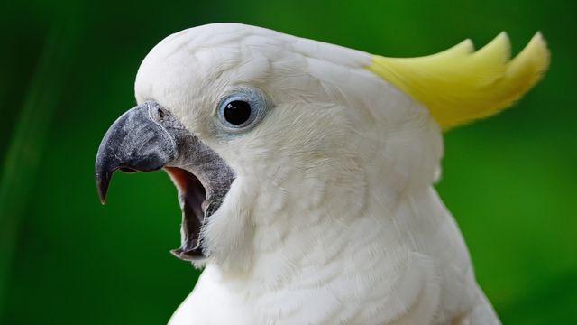 panuruangjan/envato