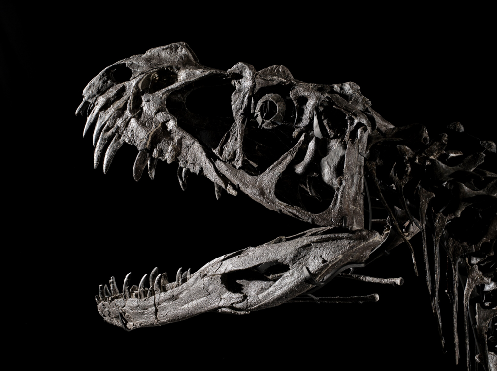 Crânio completo do ceratossauro encontrado em 1996 e cujo esqueleto irá a leilão em julho (Imagem: Matthew Sherman/Sotheby's/Divulgação)