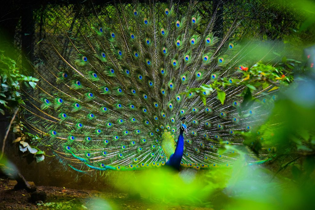 Cientistas descobrem que pavões têm algo incrível nas fabulosas penas da cauda (Imagem: Harshitha B J/Unsplash) Cientistas descobrem que pavões têm algo incrível nas fabulosas penas da cauda (Imagem: Harshitha B J/Unsplash)