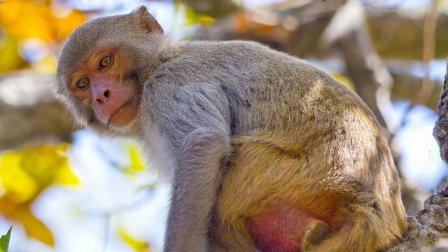 Macaco ou primata? Entenda as diferenças entre os termos