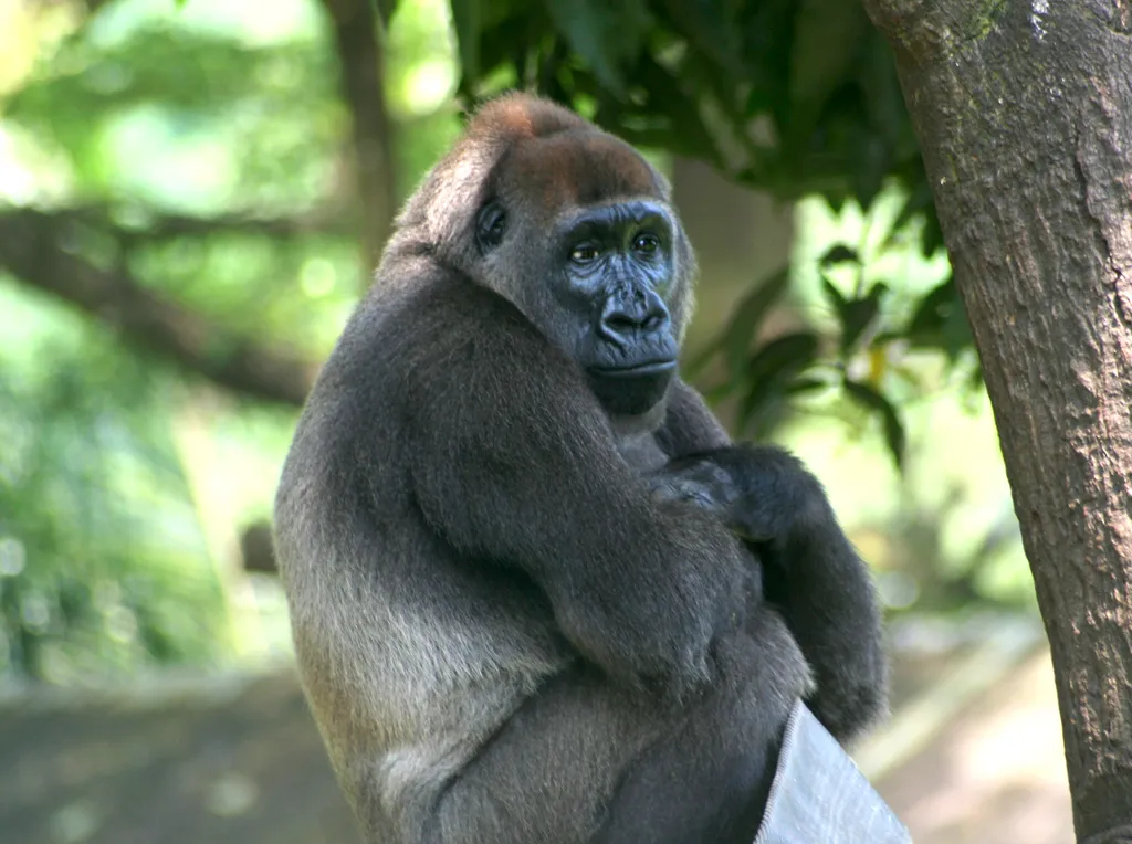 O gorila-do-rio-cross é uma subespécie do gorila-do-ocidente, e o mais raro entre os grandes símios — poucas centenas deles existem na natureza (Imagem: Julielangford/CC-BY-S.A-3.0)