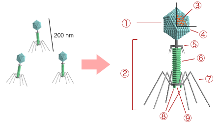 Bacteriófago, vírus "devorador" de bactérias (Imagem: Reprodução/Y_tambe)