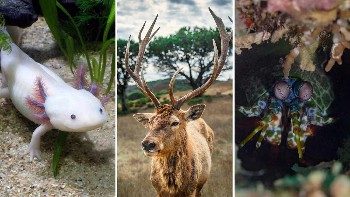 10 superpoderes mais interessantes do mundo animal que te deixariam com inveja