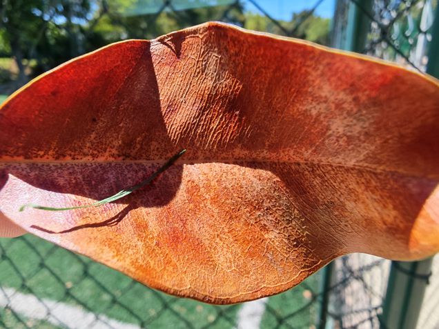 Honor Magic V5 - Teste de c&acirc;meras