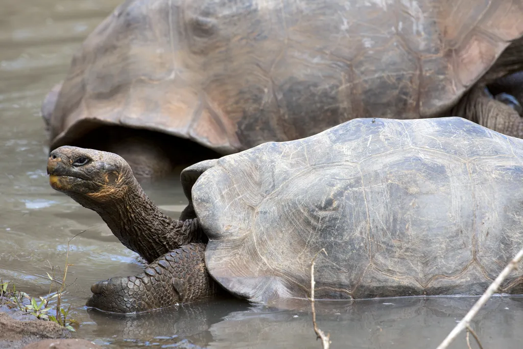 Os Testudines, que incluem tartarugas, cágados e jabutis, são animais com uma longevidade invejável, mal apresentando sinais de senilidade ao longo de toda a vida (Imagem: Santiago R.Ron/Geochelone)