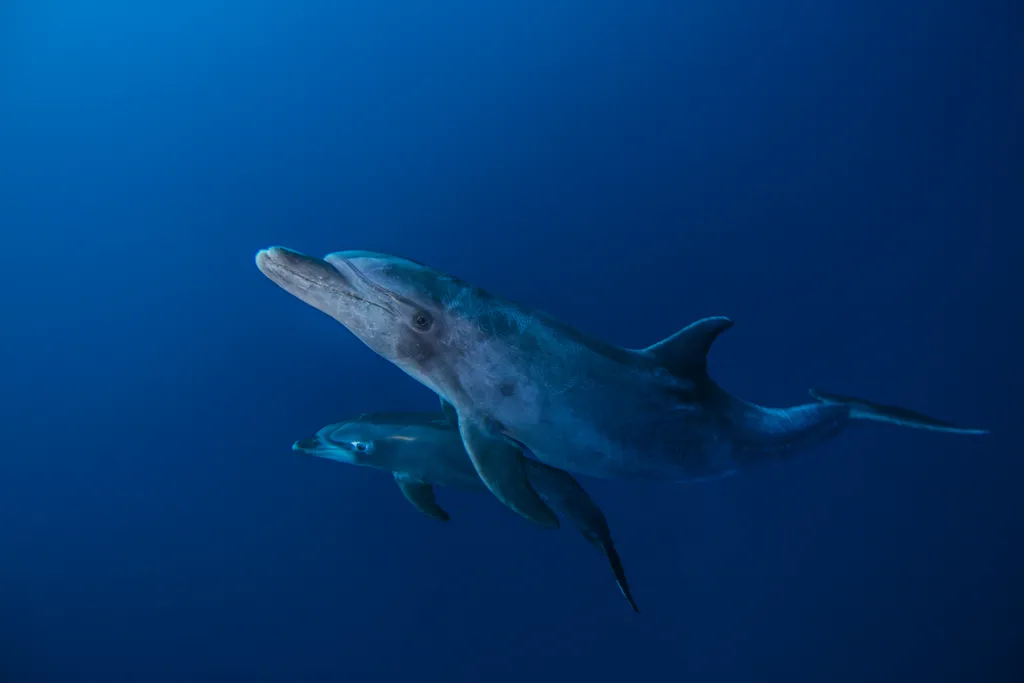 Golfinhos bebem xixi uns dos outros (Imagem: nualaimages/envato)