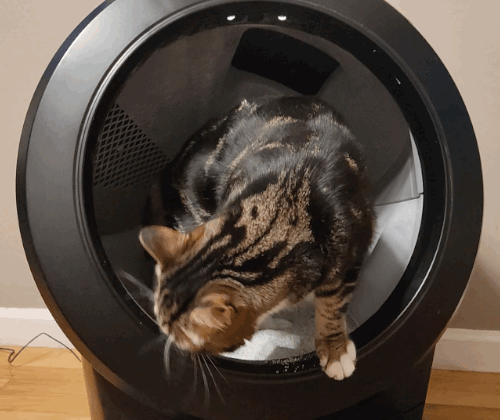 Caixa de areia robotizada promete facilitar a vida dos donos de gatos - Canaltech