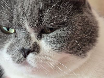 Samsung Galaxy S24 Ultra