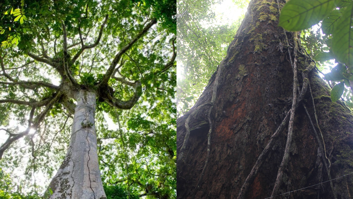 Dia da Amazônia | Árvore gigante, com mais de 80 metros, pode ajudar a Ciência