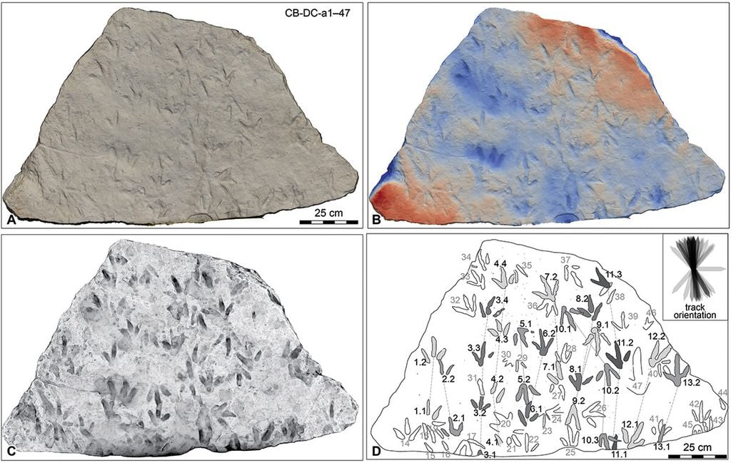 Detalhes das 66 pegadas de dinossauros, mostrando a abundância de animais da região há 200 milhões de anos (Imagem: Romilio et al./Historical Biology)