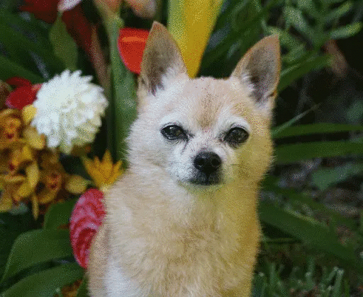 Adobe Project In-Between 3