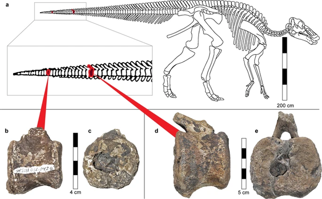 Doença rara que acomete humanos é descoberta em fóssil de dinossauro