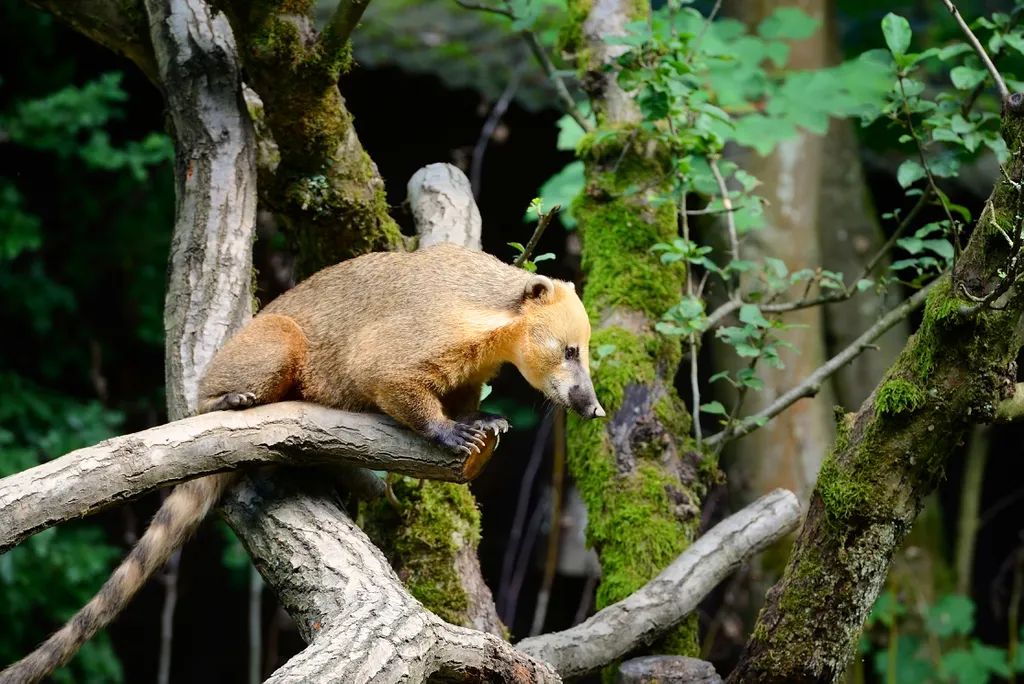 Quati e outros animais usam árvore Cabreúva para se medicar (Imagem: Nataljusja/envato)