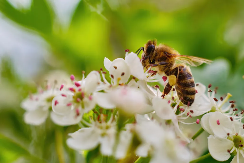 As abelhas podem ser treinadas para identificar e visitar mais alguns tipos de flores e plantas, melhorando a polinização agrícola (Imagem: linux87/Envato)
