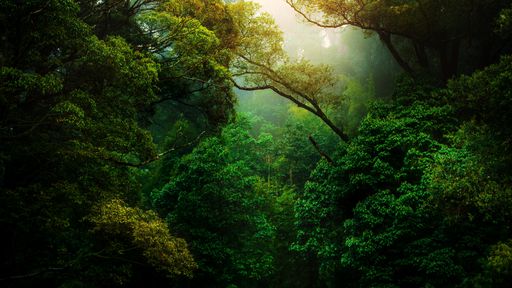 Plantas também podem entrar em extinção?