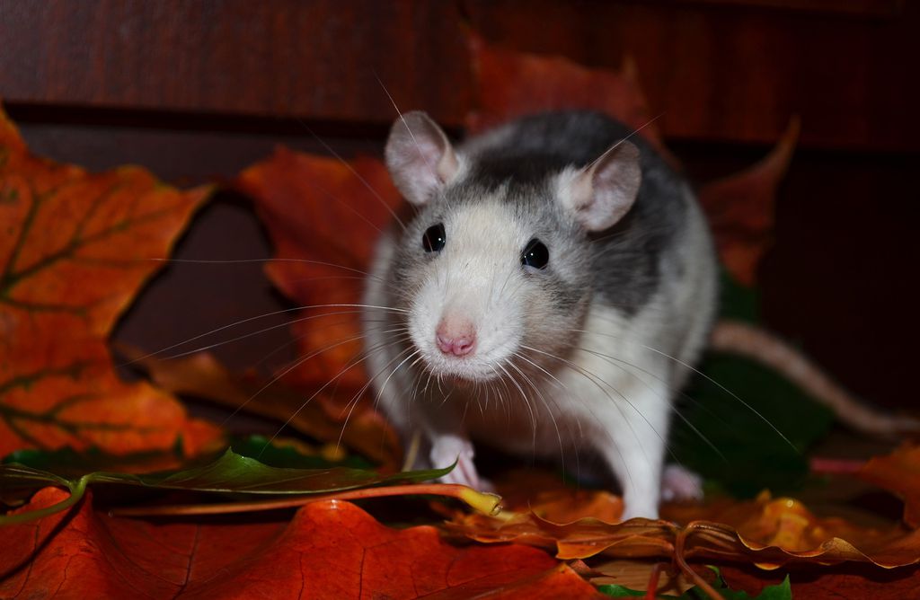 Milhões de ratos aterrorizam a Austrália; praga pode estar rumo a Sidney