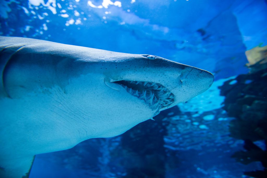 Os tubarões modernos, como o tubarão-branco, têm dentes muito diferentes do P. bizzocoi (Imagem: byrdyak/envato)